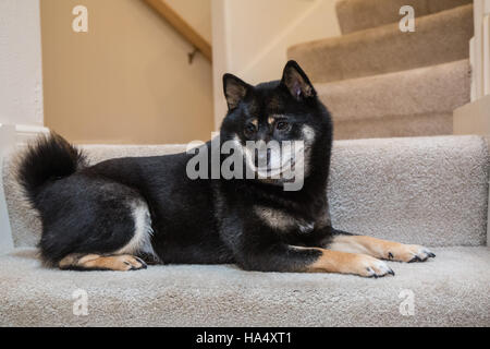 Drei Jahre alte Shiba Inu Hund, Kimi, sitzt auf einem Treppenhaus in Issaquah, Washington, USA. Stockfoto