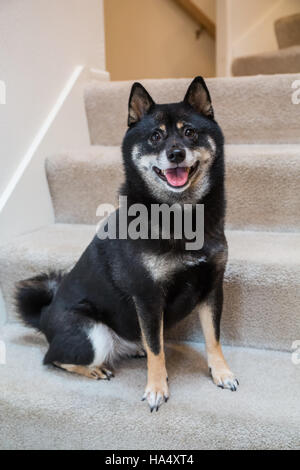 Drei Jahre alte Shiba Inu Hund, Kimi, sitzt auf einem Treppenhaus in Issaquah, Washington, USA. Stockfoto