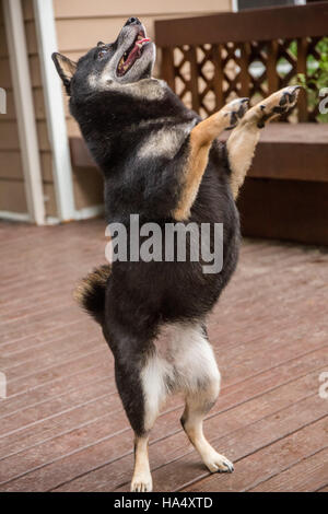 Drei Jahre alte Shiba Inu Hund, Kimi, balancieren auf Hinterbeinen auf einem Holzdeck in Issaquah, Washington, USA. Stockfoto