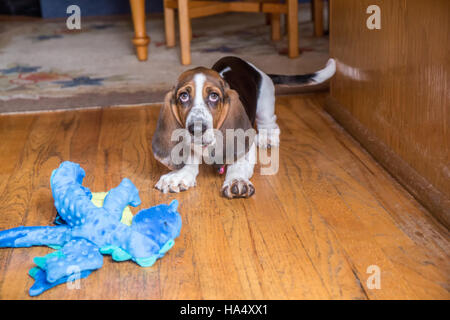 Drei Monate alte Basset Welpen "Emma Mae" mit ihrem gefüllte Drachen Spielzeug im Maple Valley, Washington, USA Stockfoto