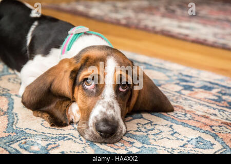 Drei Monate alte Basset Welpen "Emma Mae" verlassene suchen, wie sie auf eine Bereichswolldecke in Maple Valley, Washington, USA zurücklegt Stockfoto