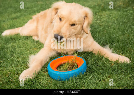 Vier Monate alten Golden Retriever Welpe "Sophie" Fehlverhalten und Essen Grass aus ihrem Rasen in Issaquah, Washington, USA Stockfoto