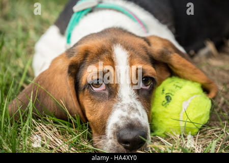 Drei Monate alte Basset Welpen "Emma Mae' ruhen neben ihrem Tennisball im Maple Valley, Washington, USA Stockfoto