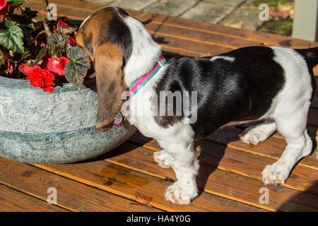 Drei Monate alte Basset Welpen "Emma Mae" untersucht einen Duft in einem Topf mit Begonien in Maple Valley, Washington, USA Stockfoto
