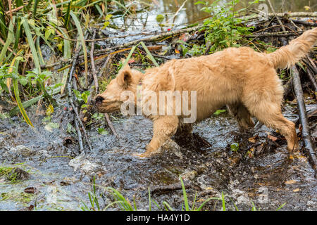 Vier Monate alten Golden Retriever Welpe "Sophie" schütteln Wasser von sich, in Issaquah, Washington, USA Stockfoto