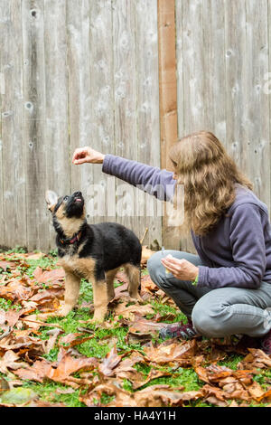 Frau, die Ausbildung ihrer drei Monate alten Schäferhund, Greta, in Issaquah, Washington, USA. Stockfoto