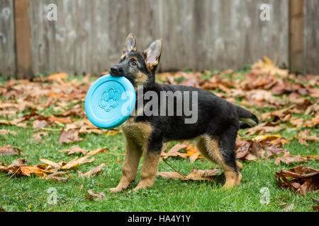 Drei Monate alten Schäferhund, Greta, spielen mit einer Frisbee in Issaquah, Washington, USA. Stockfoto