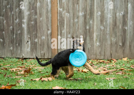 Drei Monate alten Schäferhund, Greta, holen eine Frisbee in Issaquah, Washington, USA. Stockfoto