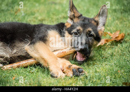 Drei Monate alten Schäferhund, Greta, kauen auf einem Stick auf ihrem Hof in Issaquah, Washington, USA. Stockfoto