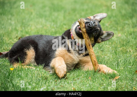 Drei Monate alten Schäferhund, Greta, kauen auf einem Stick auf ihrem Hof in Issaquah, Washington, USA. Stockfoto