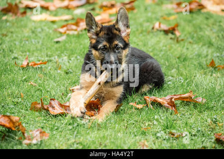 Drei Monate alten Schäferhund, Greta, kauen auf einem Stick auf ihrem Hof in Issaquah, Washington, USA. Stockfoto