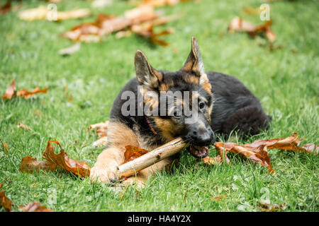 Drei Monate alten Schäferhund, Greta, kauen auf einem Stick auf ihrem Hof in Issaquah, Washington, USA. Stockfoto