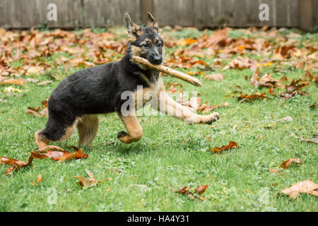 Drei Monate alten Schäferhund, Greta, genießen Sie holen einen Stock in Issaquah, Washington, USA. Stockfoto