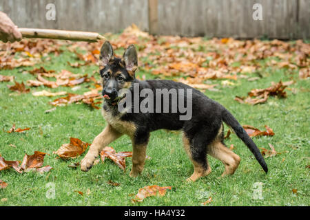 Frau, werfen einen Stick für ihrer drei Monate alten Schäferhund, Greta, in Issaquah, Washington, USA. Stockfoto