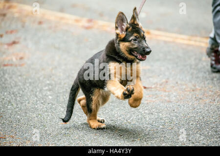 Drei Monate alten Schäferhund, Greta, spazieren gehen mit Begeisterung auf ihren Weg in Issaquah, Washington, USA. Stockfoto