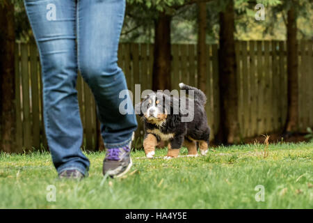 Zehn Wochen alten Berner Berg Welpe, Winston, nach seinem Besitzer im Park in North Bend, Washington, USA Stockfoto