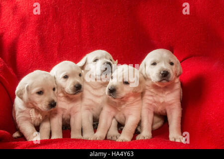 Einen Monat alt gelbe Labrador Welpen in Issaquah, Washington, USA Stockfoto