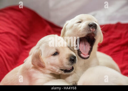 Einen Monat alt gelbe Labrador Welpen in Issaquah, Washington, USA Stockfoto