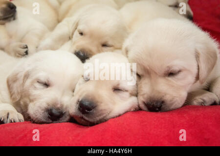 Einen Monat alt gelbe Labrador Welpen in Issaquah, Washington, USA Stockfoto