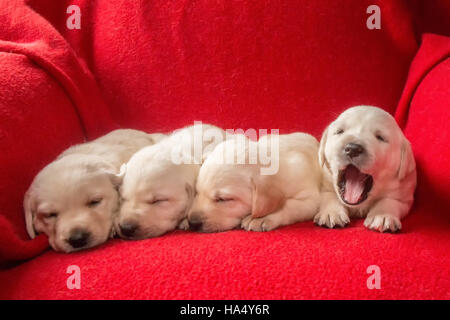 Einen Monat alt gelbe Labrador Welpen in Issaquah, Washington, USA Stockfoto