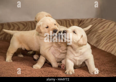 Einen Monat alt gelbe Labrador Welpen in Issaquah, Washington, USA Stockfoto