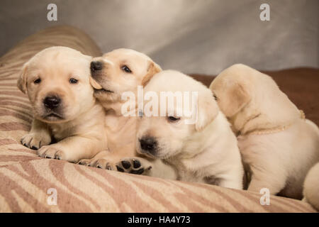 Einen Monat alt gelbe Labrador Welpen in Issaquah, Washington, USA Stockfoto