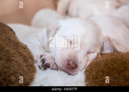 Einen Monat alt gelbe Labrador Welpen in Issaquah, Washington, USA Stockfoto