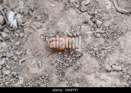 Melolontha Osten auf dem Boden. Schädling Pflanze Wurzelsystem, das Imago. Stockfoto