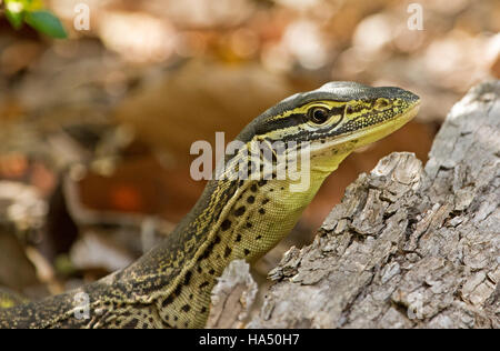 Nahaufnahme des Kopfes des australischen Spitze Waran, Goanna, Varanus Varius mit alert Ausdruck & helles Auge durch Log im Stadtgarten Stockfoto