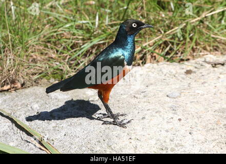 East African Superb Starling (Glanzstare Superbus) auf Nahrungssuche am Boden Stockfoto