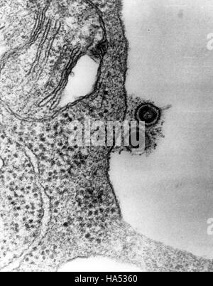 Das Energieministerium setzt seine Arbeit zur Förderung der Energieforschung und der Politik fort, die auf Nachhaltigkeit und Verringerung der Umweltauswirkungen ausgerichtet ist. Seine Bemühungen unterstützen saubere Energielösungen und die Klimaschutzziele der US-Regierung. Stockfoto