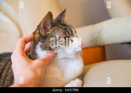 Zarte Frauenhand streicheln ein Tabby und weiße Katze. Schließen Sie die Ansicht. Stockfoto