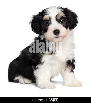 Ein schöne Tricolor Havaneser Welpe Hund sitzt und Blick in die Kamera Stockfoto