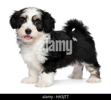 Ein schöne glückliche Tricolor Havaneser Welpe Hund steht und Blick in die Kamera Stockfoto