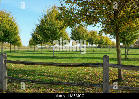 Junge Bäume gepflanzt symmetrisch in der Herbstsonne Stockfoto