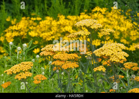 Garten-Schafgarbe in Gelb der Sorte Terrakotta - gelb Fernleaf Schafgarbe in Garten, Arten Terrakotta Stockfoto