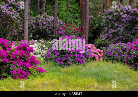 Rhododendron Im Frühling - viele Rhododendron-Pflanzen im Frühjahr Stockfoto