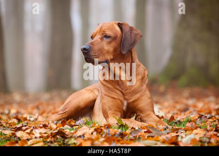 Ein Rhodesian Ridgeback Hund Festlegung in Blättern in einem Park an einem Herbsttag. England, UK. November 2016. Stockfoto