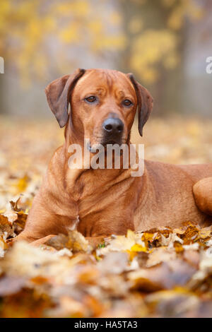 Ein Rhodesian Ridgeback Hund Festlegung in Blättern in einem Park an einem Herbsttag. England, UK. November 2016. Stockfoto