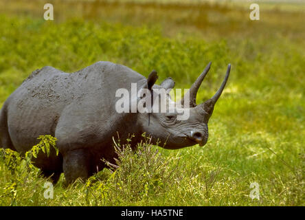 Spitzmaul-Nashorn, Ngorongoro Krater Tansania. In Afrika sterben Nashörner für ihre Hörner, so dass sie vom Aussterben bedroht Stockfoto