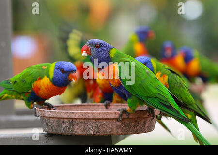 Ein paar Rainbow Lorikeets, bunten Vogel Australiens sind als feed. Stockfoto