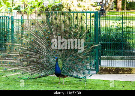 Pfau, sein Gefieder zu verbreiten. Stockfoto