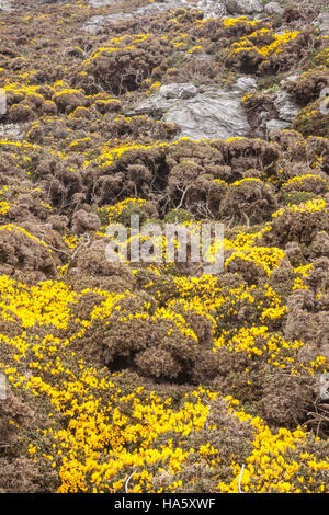 Ginster wächst auf einer Klippe in der Nähe von Startpunkt im Süden von Devon. Stockfoto