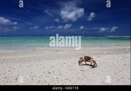 Rote von Landkrabben auf einem unberührten weißen Sandstrand, Weihnachten (Kiritimati) Insel, Kiribati Stockfoto