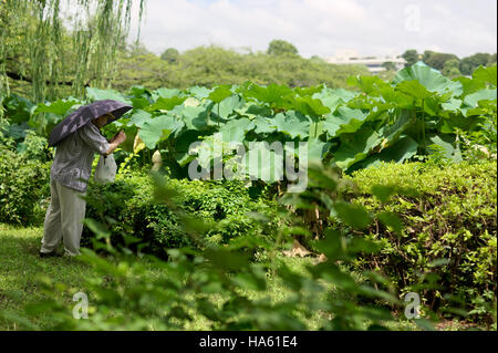 Tokio-Ueno-Park-Fotograf Stockfoto