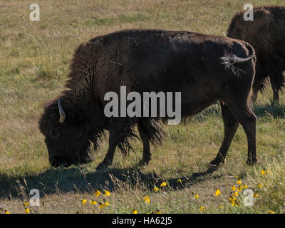 Bison, Custer State Park, Wildlife Loop Road, Custer, South Dakota. Stockfoto