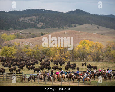 Laufen durch die Tore, Buffalo Roundup, Custer State Park in South Dakota. Stockfoto