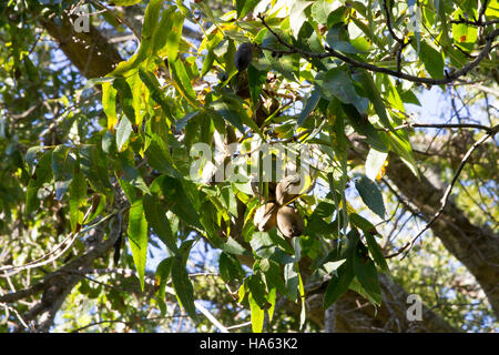 Reife Pecan wächst auf AST gegen blauen Himmel. Stockfoto