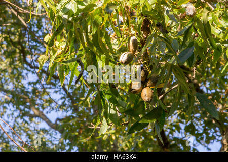 Reife Pecan wächst auf AST gegen blauen Himmel. Stockfoto