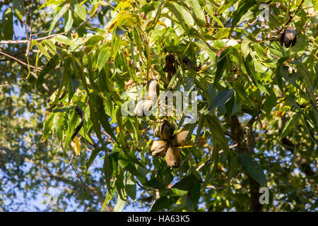 Reife Pecan wächst auf AST gegen blauen Himmel. Stockfoto